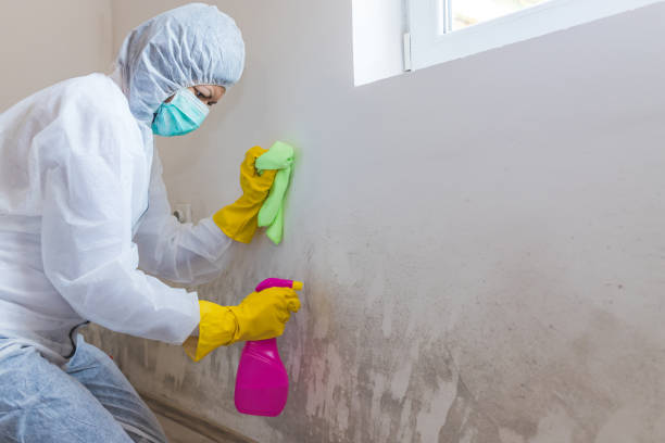 Best Environmental Consulting for Mold Prevention  in Fort Myers Shores, FL